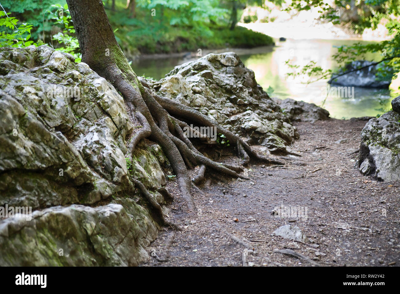 Radice sulla roccia - Paradiso Slovacco Parco Nazionale Foto Stock