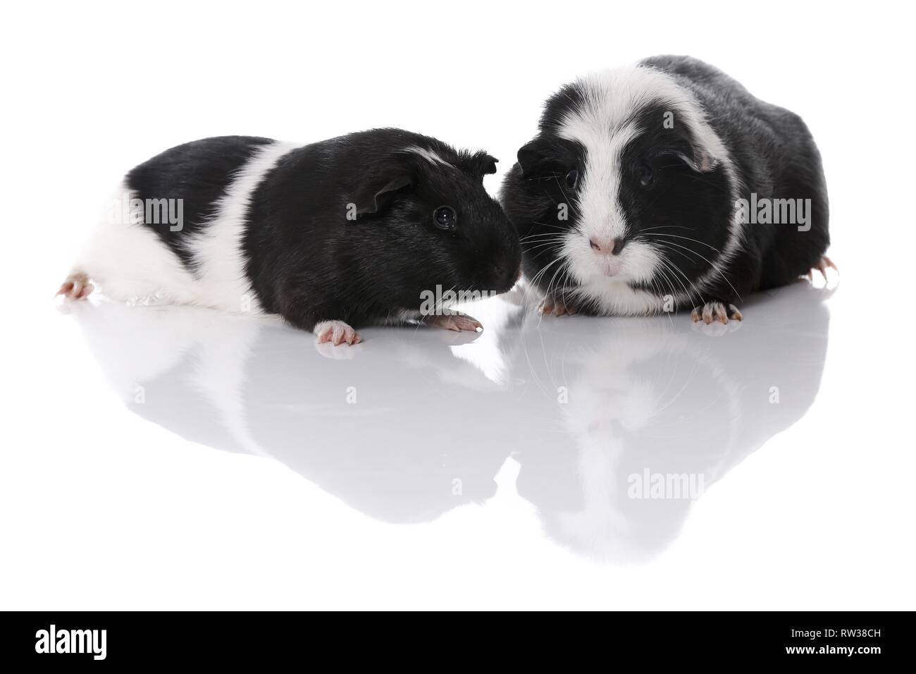 Smoothhaired cavie Foto Stock