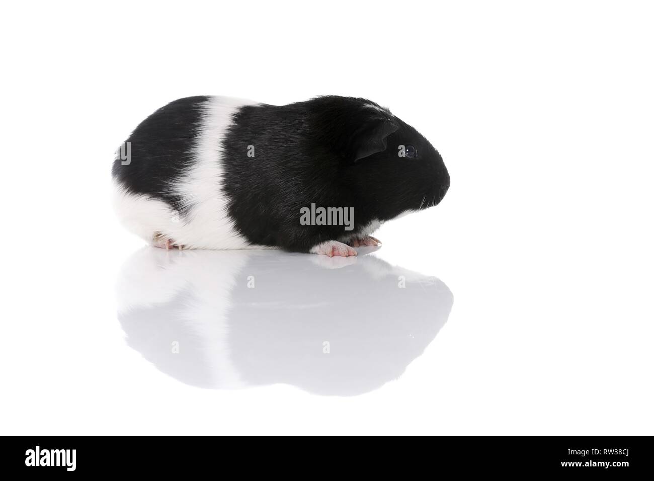 Smoothhaired cavia Foto Stock