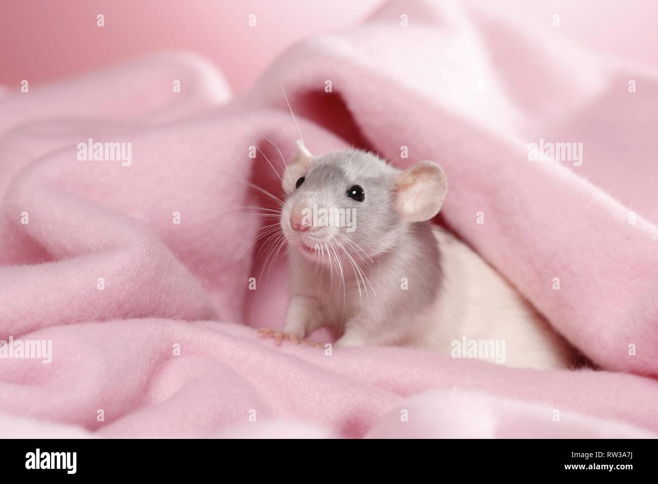 Rato dumbo decorativo ao lado de flores de crisântemo em um branco é fotos,  imagens de © Florimel #256359758