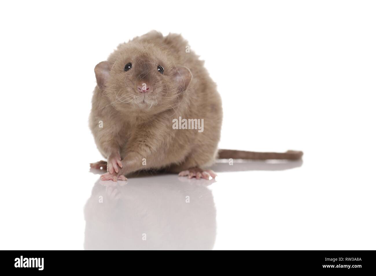 Dumbo rex rat Foto Stock