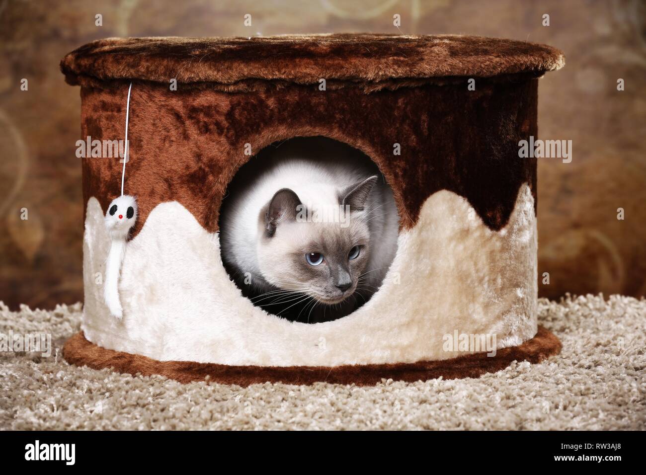 Tomcat tailandese Foto Stock