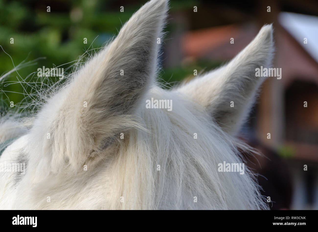 Primo piano di un cavallo bianco la criniera e orecchie. La criniera è su spazzolato il collo del cavallo. L'orecchio è in piedi. Foto Stock