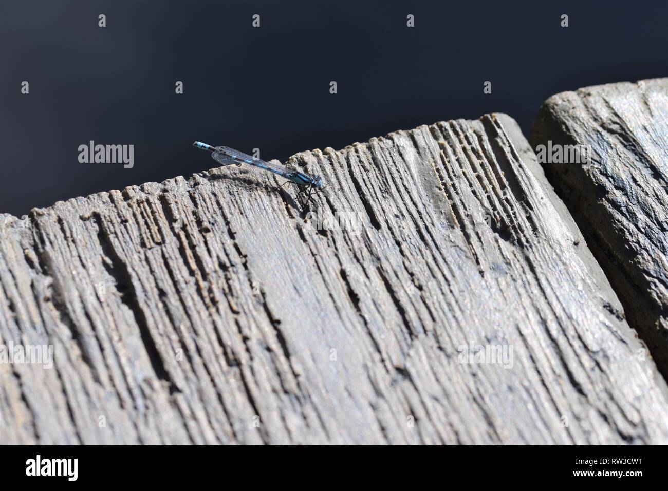 Damselfly blu sul molo di legno Foto Stock