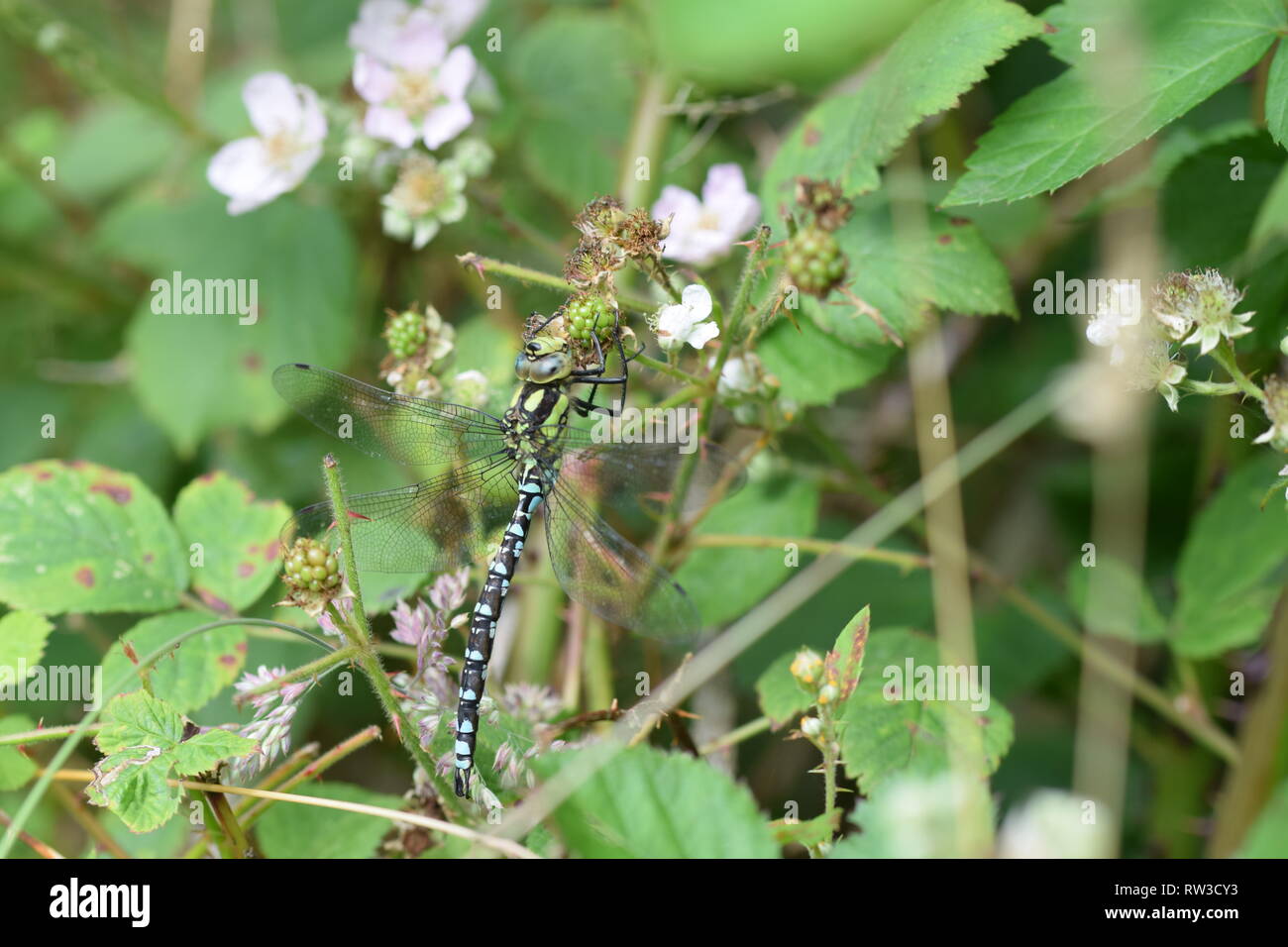 Hawker dragonfly chiudere blackberry bush Foto Stock