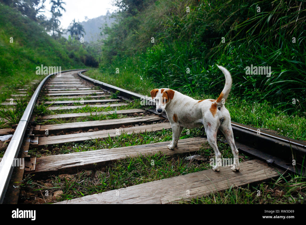 Buon viaggio Soggiorno cane sui binari del treno. Viaggio d avventura Foto Stock