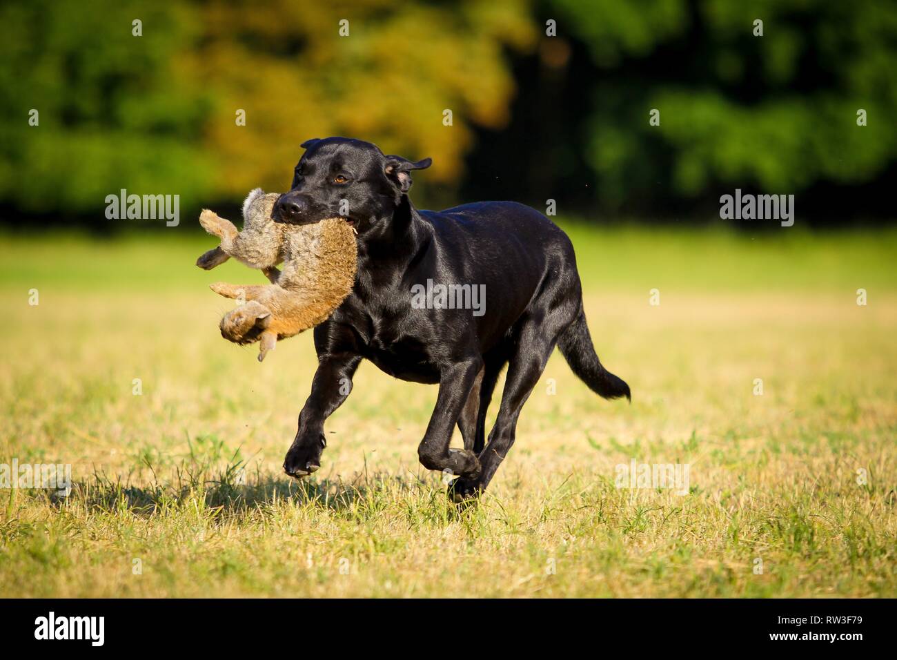 Il Labrador Retriever a caccia di lepre Foto Stock