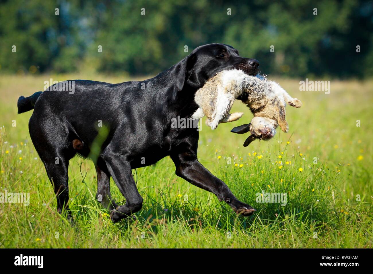 Il Labrador Retriever a caccia di lepre Foto Stock