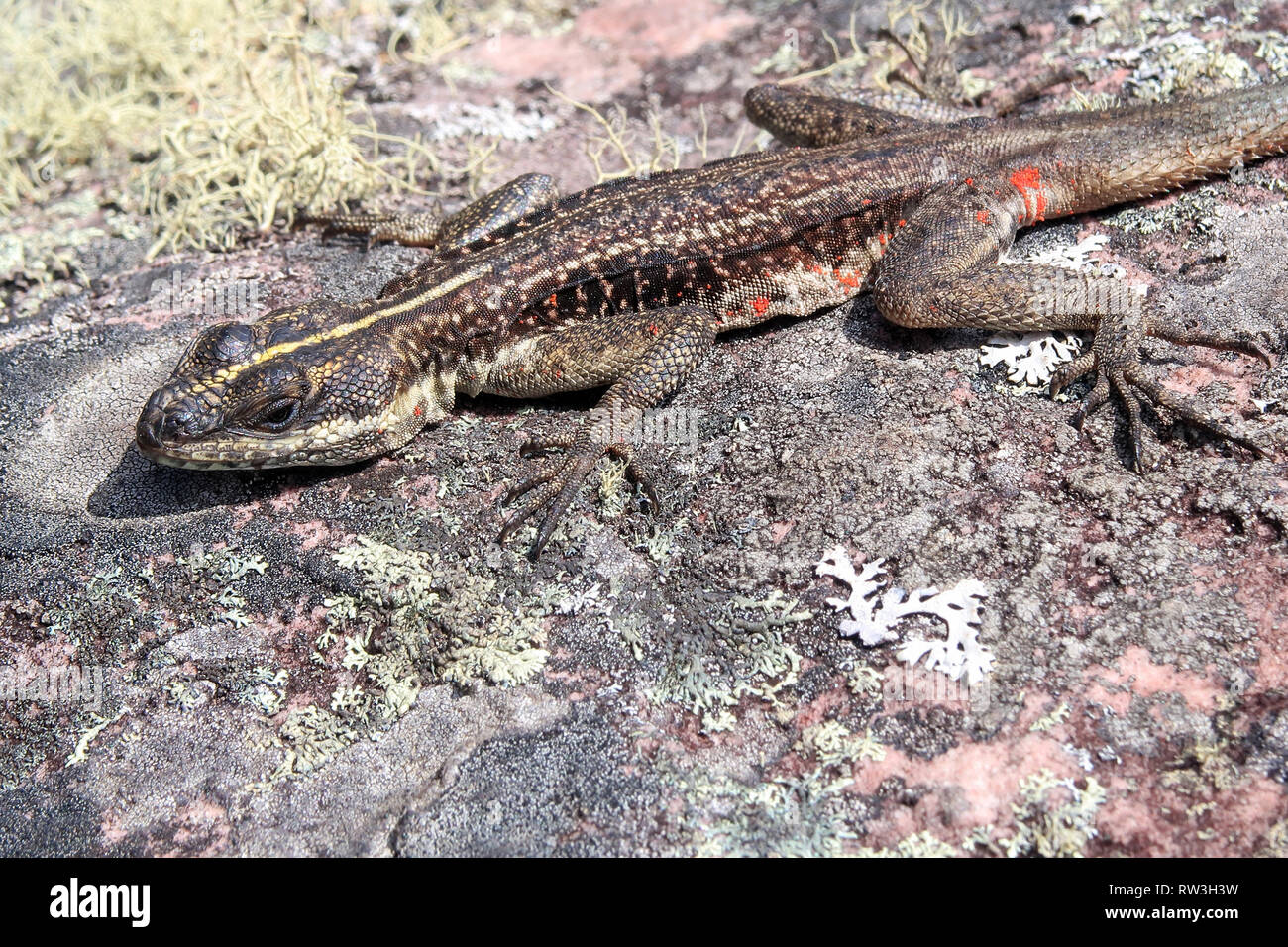 Lava a strisce Lizard, Tropidurus Semitaeniatus su pietra, Cachoeira Da Fumaca, Cascata di fumo, Chapada Diamantina, Brasile Foto Stock