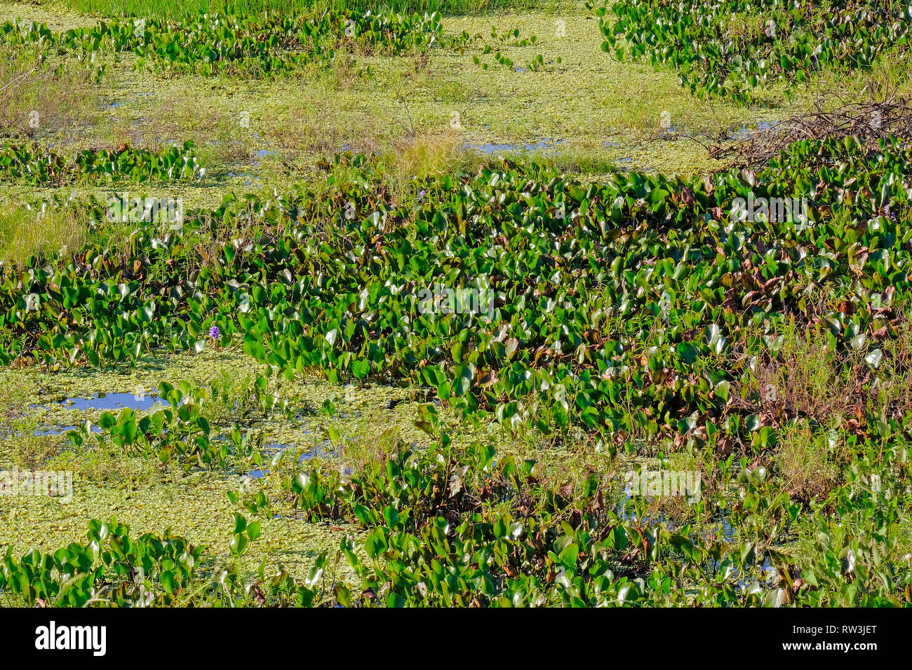 Water Lilies in Pantanal wetland vicino a Corumba, Mato Grosso, Brasile, Sud America Foto Stock