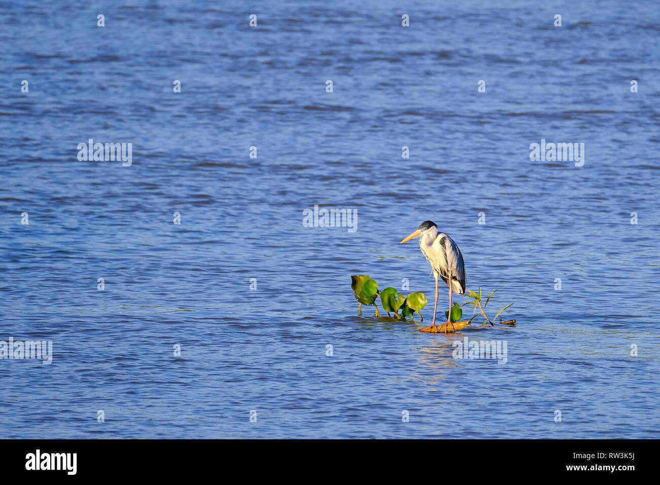 Airone Cocoi, Ardea Cocoi, galleggiante su un ramo sul fiume Cuiaba, Pantanal, Porto Jofre, Mato Grosso, Brasile Foto Stock