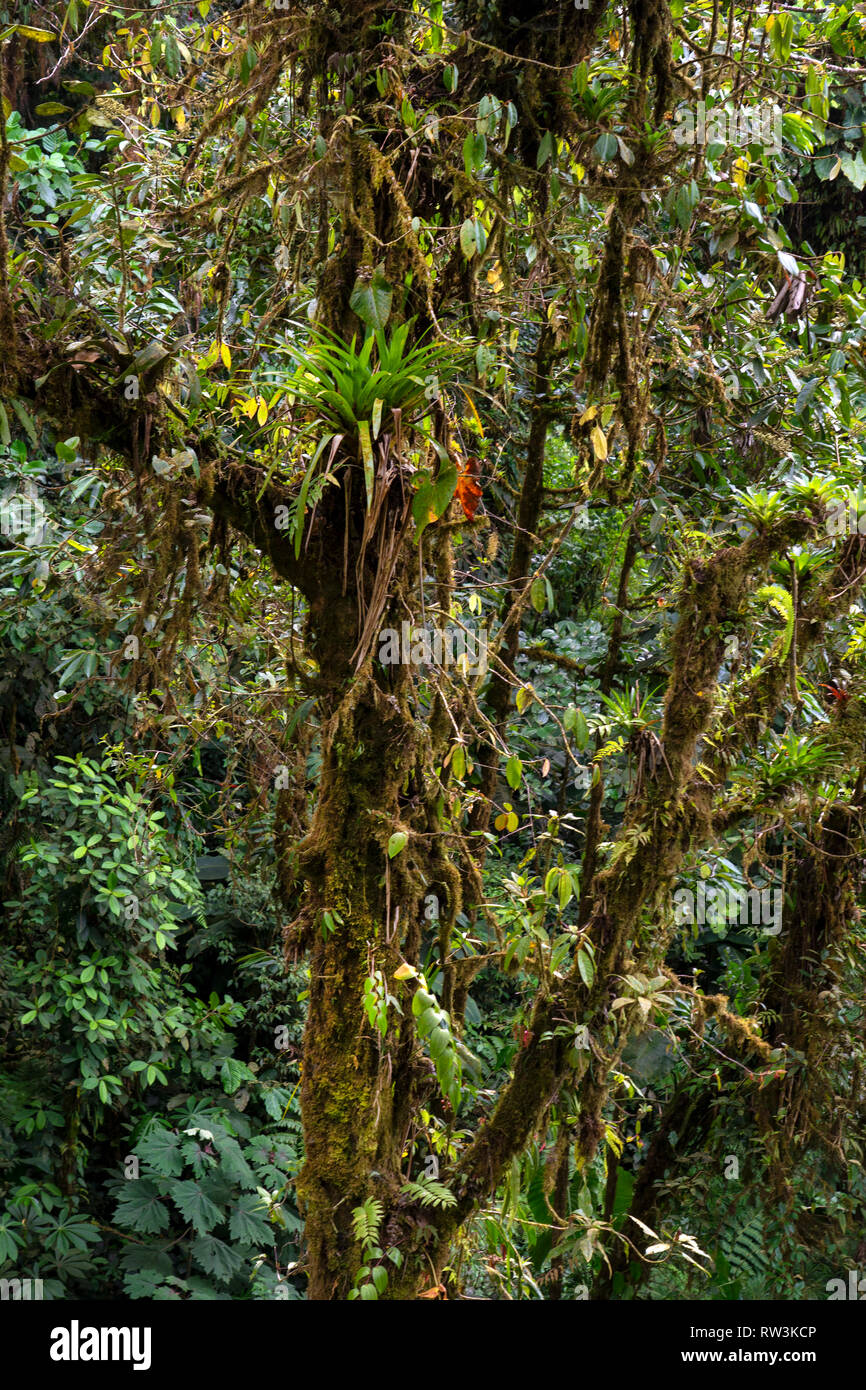 Vista ravvicinata di piante su alberi a Monteverde Cloud Forest,Costa Rica,l'America centrale Foto Stock
