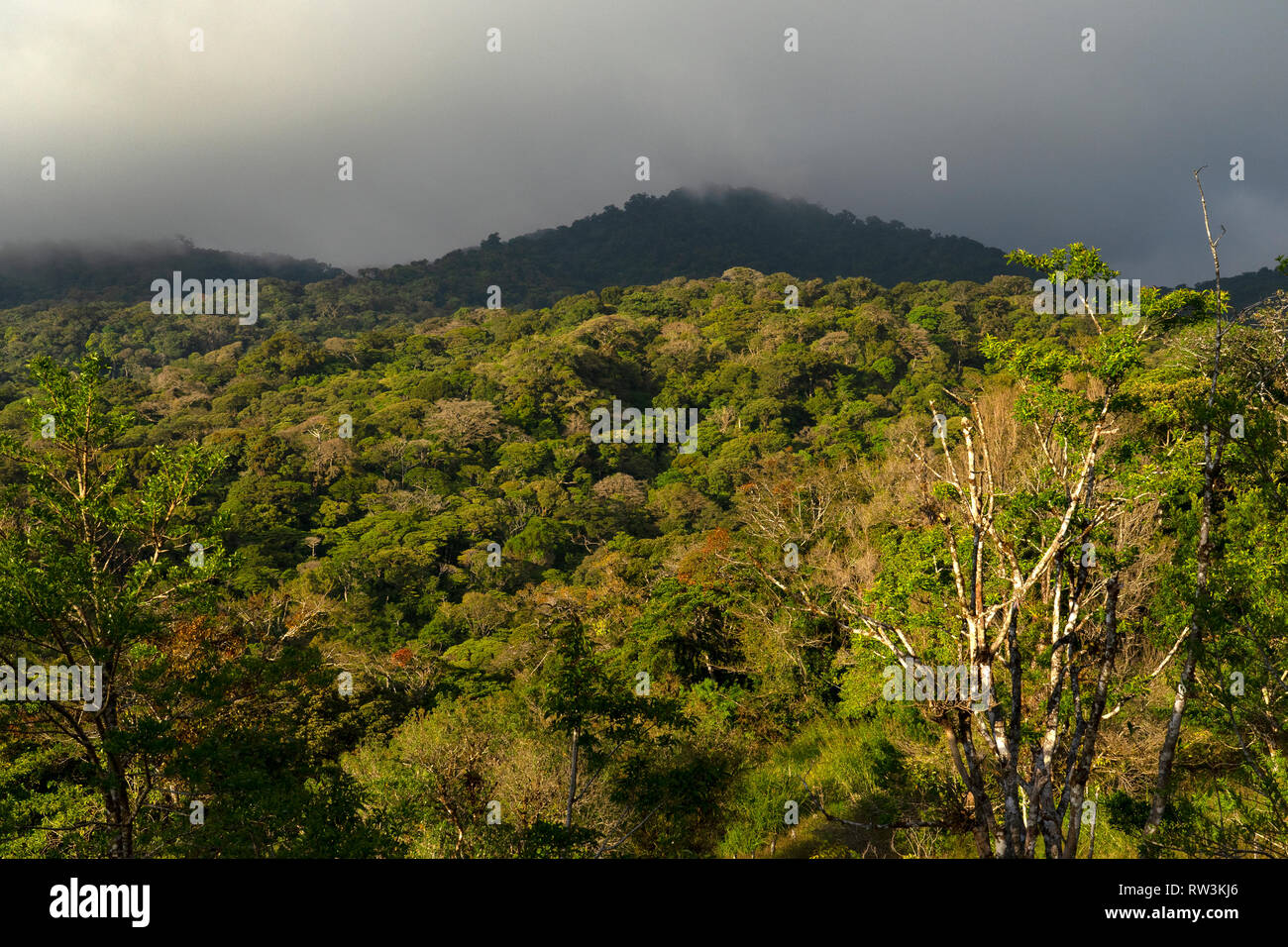 Vista sulle cime degli alberi di Monteverde Cloud Forest,Costa Rica,l'America centrale Foto Stock