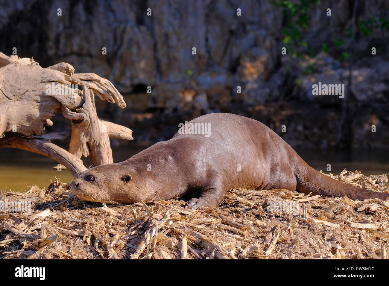 Lontra gigante o gigante Lontra di fiume, Pteronura brasiliensis, Cuiaba fiume, vicino a Porto Jofre, Pantanal, Brasile Foto Stock
