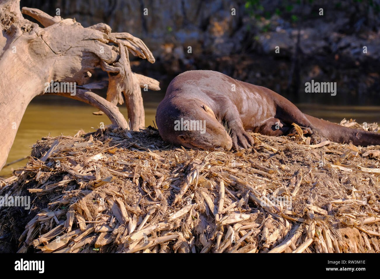 Lontra gigante o gigante Lontra di fiume, Pteronura brasiliensis, Cuiaba fiume, vicino a Porto Jofre, Pantanal, Brasile Foto Stock