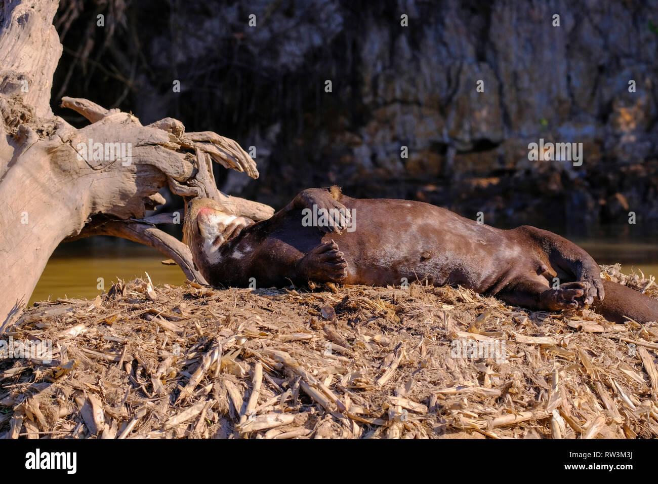 Lontra gigante o gigante Lontra di fiume, Pteronura brasiliensis, Cuiaba fiume, vicino a Porto Jofre, Pantanal, Brasile Foto Stock