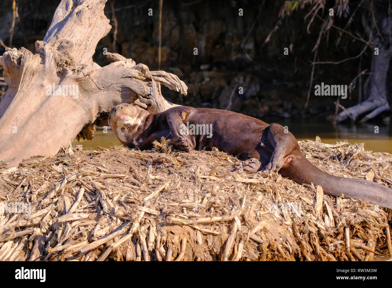 Lontra gigante o gigante Lontra di fiume, Pteronura brasiliensis, Cuiaba fiume, vicino a Porto Jofre, Pantanal, Brasile Foto Stock