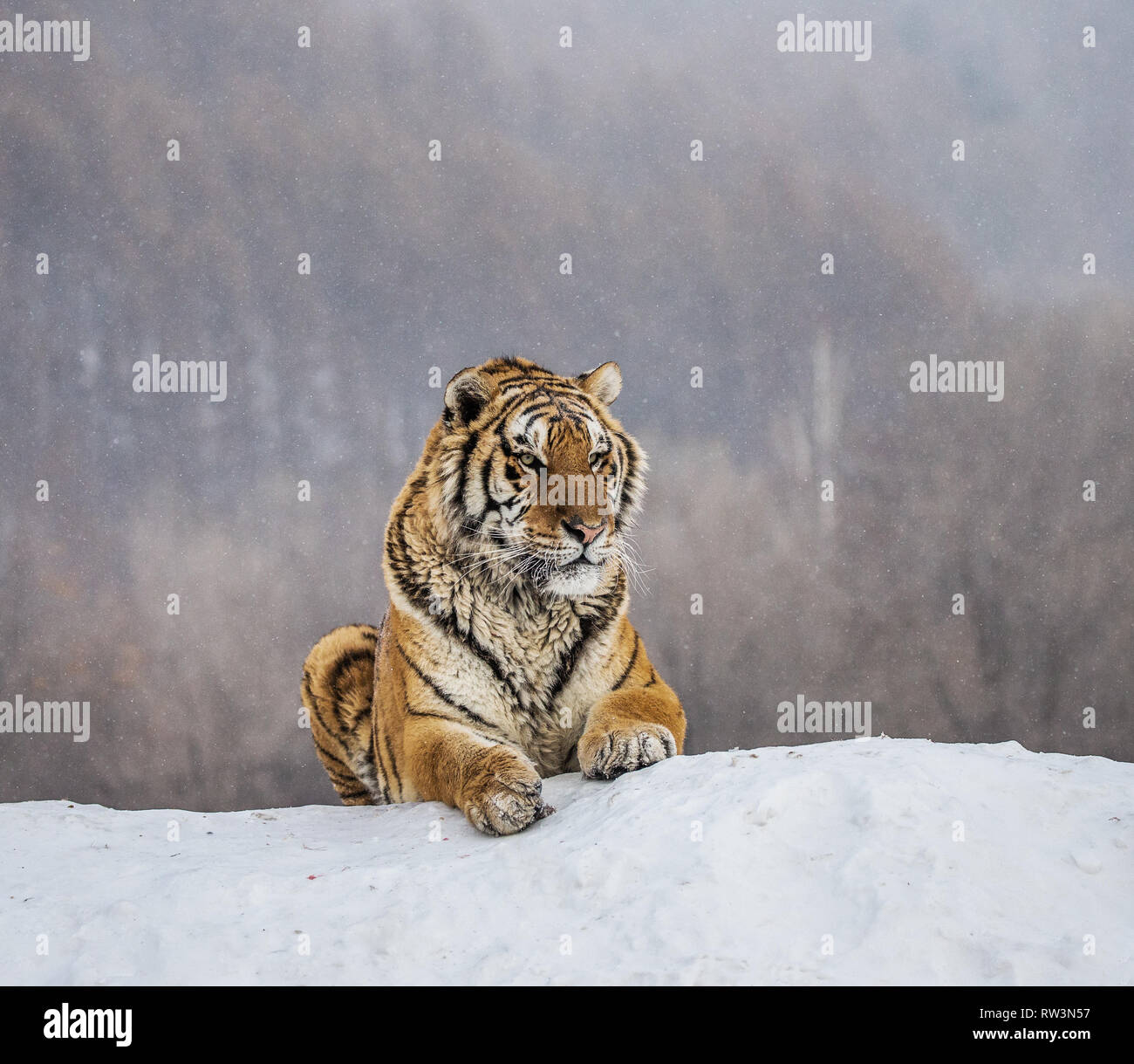 Tigre Siberiana giacente su una coperta di neve hill. Ritratto contro la foresta d'inverno. Cina. Harbin. Mudanjiang provincia. Hengdaohezi park. Foto Stock