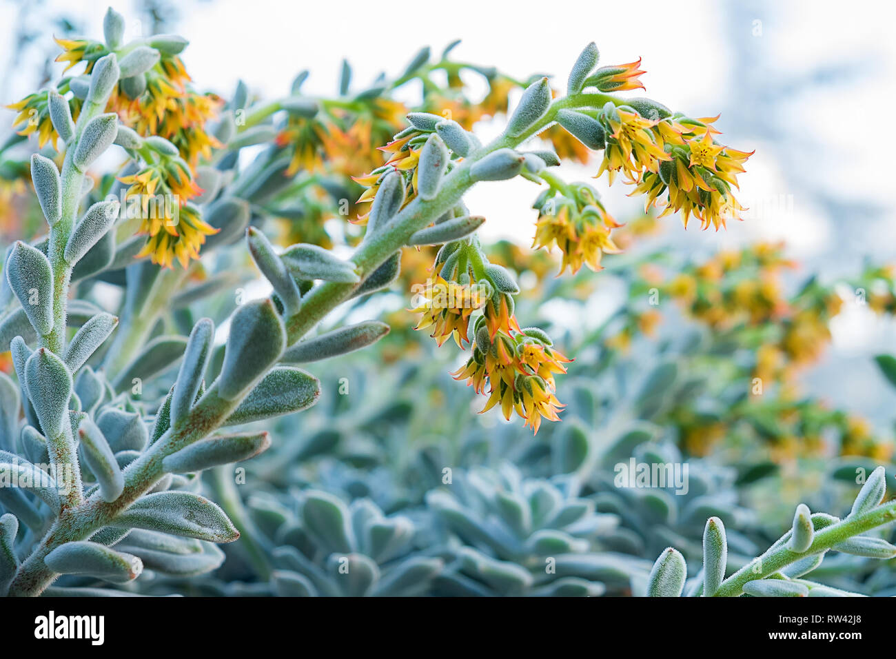 Impianto messicano Echeveria pulvinata con fiori di colore giallo su sfondo blured.Il fuoco selettivo Foto Stock