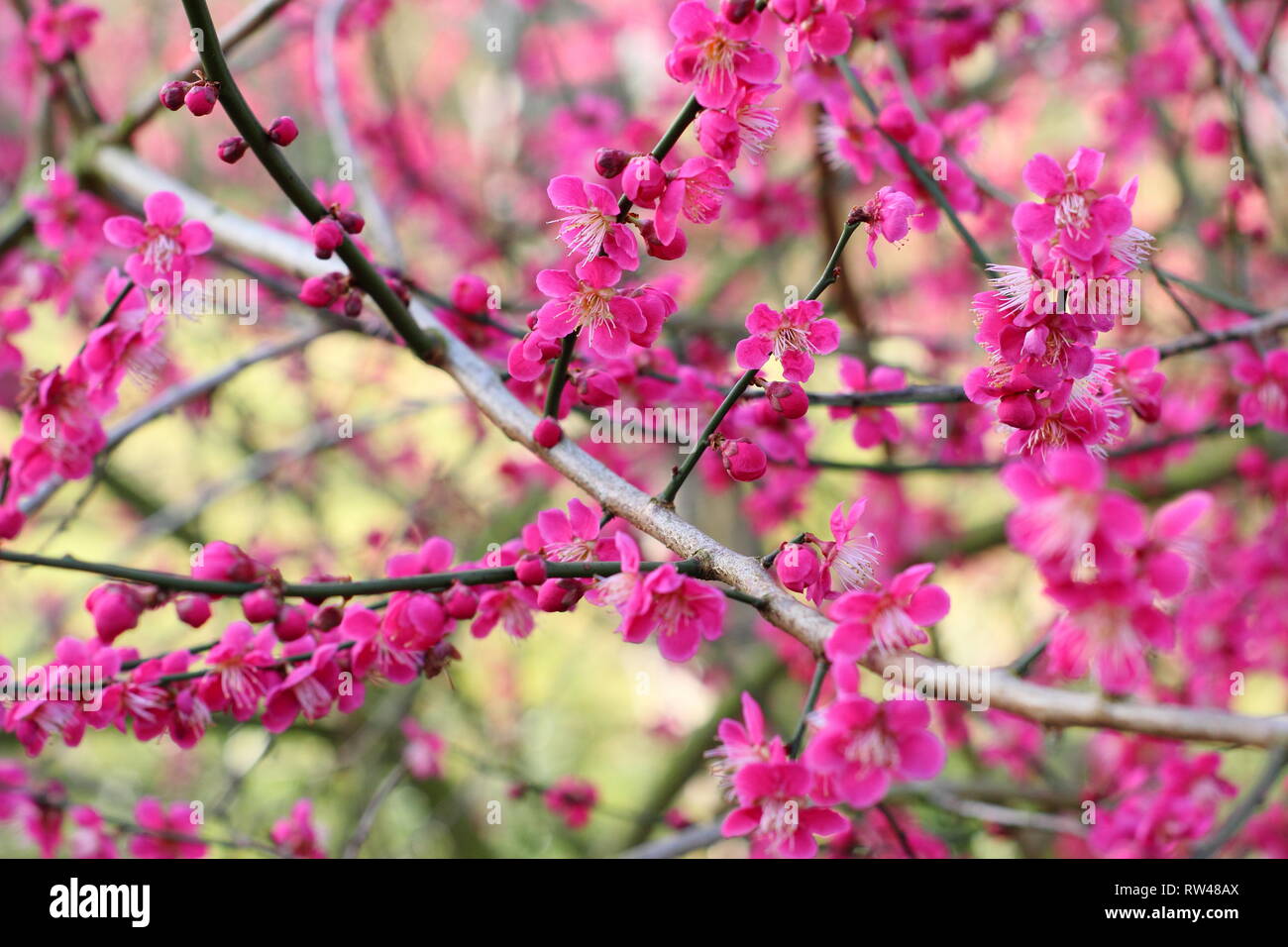 Prunus mume 'Beni-Chidori'. Fioritura invernale del giapponese albero di albicocche in febbraio, REGNO UNITO Foto Stock