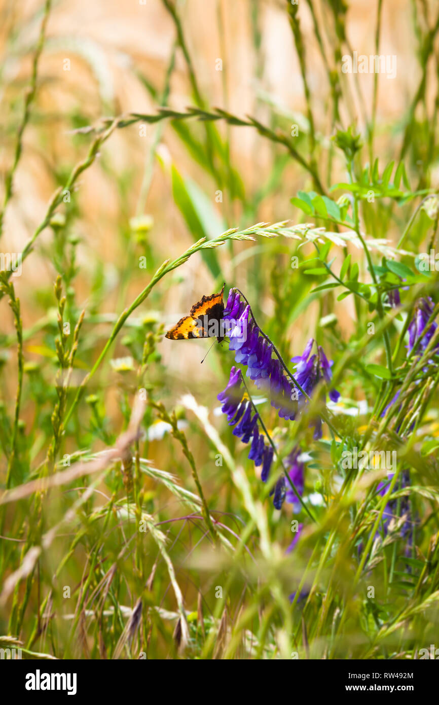 Splendida farfalla posata sul fiore viola giù a summery erba prato Foto Stock