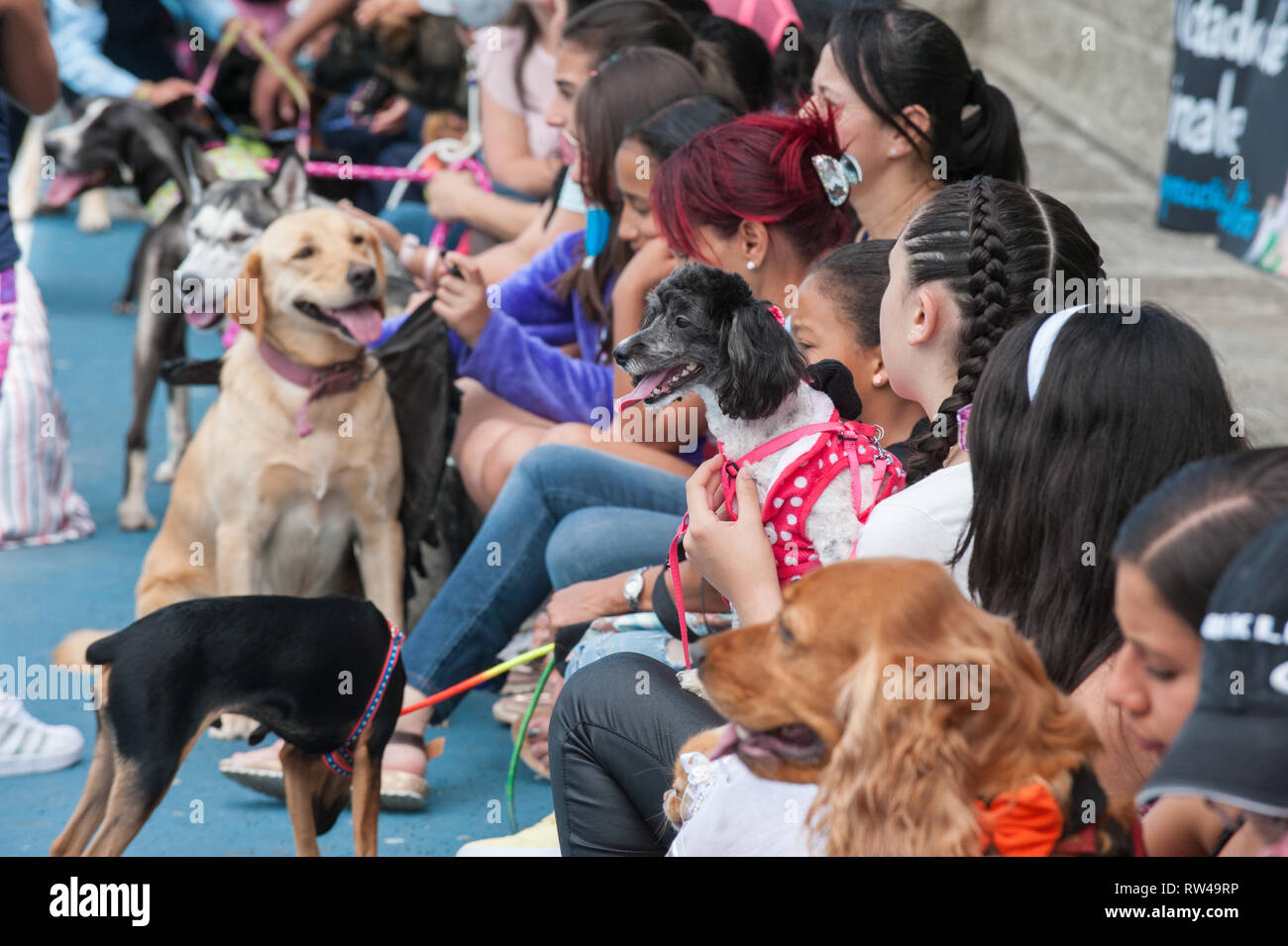 Donmatias, Antioquia. Colombia: Caminata de Mascotas. Estadio Bicentenario. Foto Stock