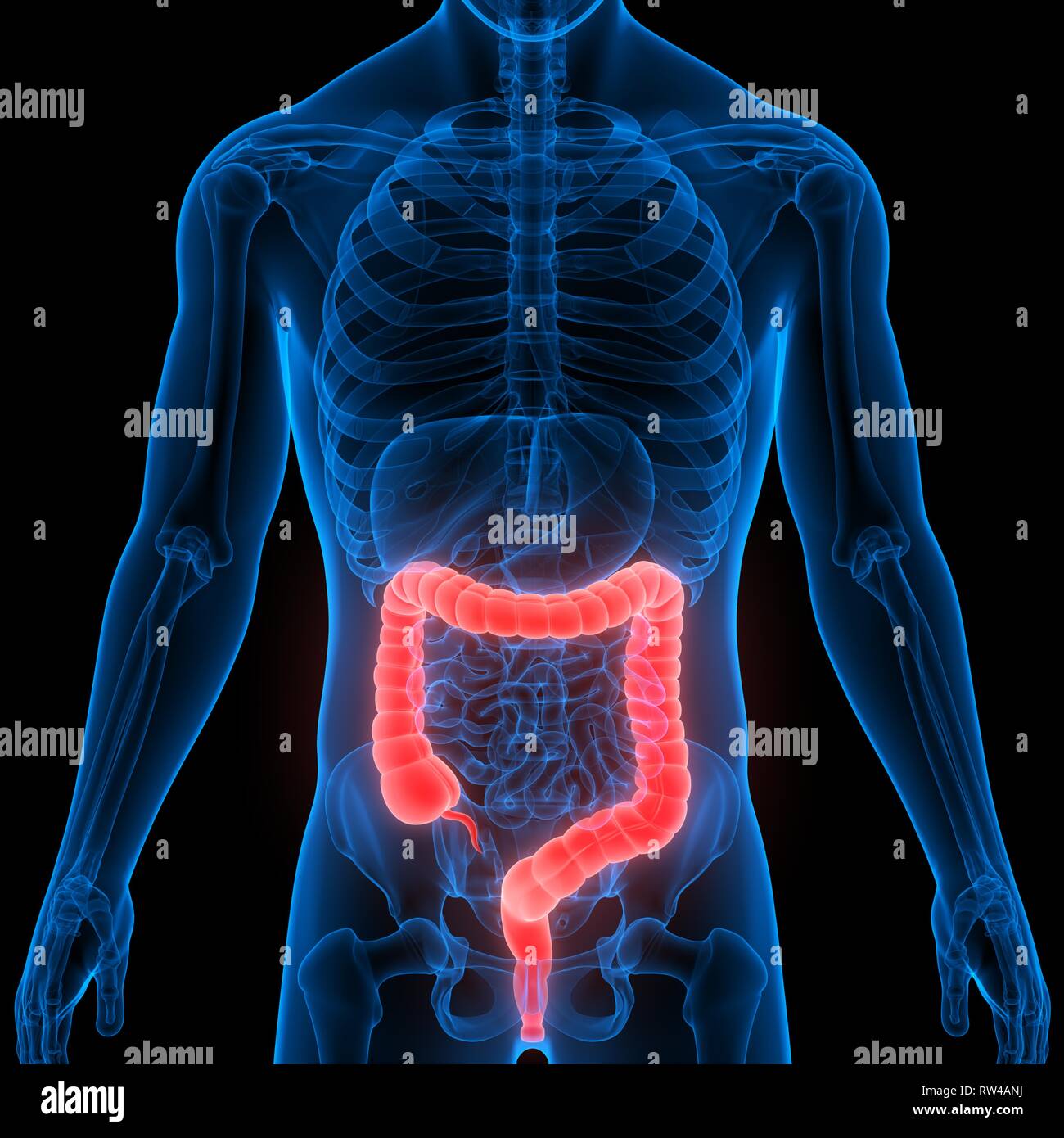 Apparato Digestivo umano grande intestino anatomia Foto Stock