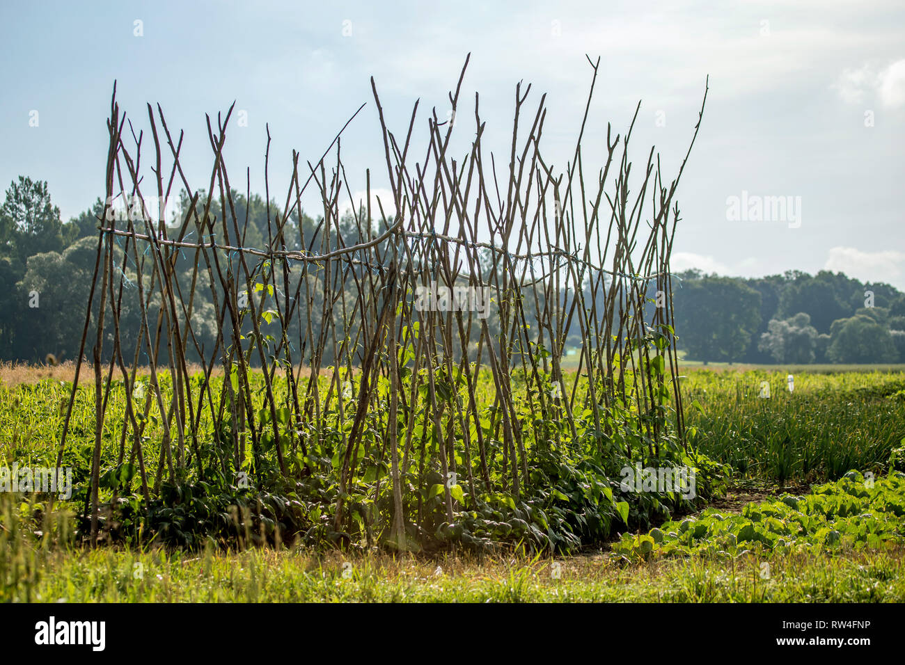 Lungo i fagiolini verdi sulle piante nel campo .. Paesaggio estivo con cornfield, legno e nuvoloso cielo blu. Classico paesaggio rurale in Lettonia. Foto Stock