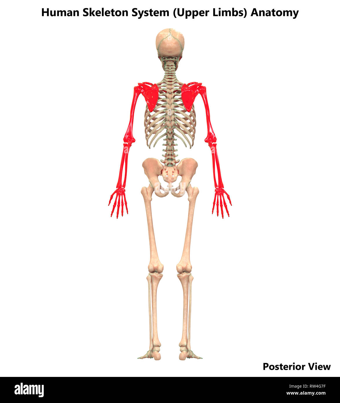Scheletro umano anatomia del sistema Vista posteriore Foto Stock