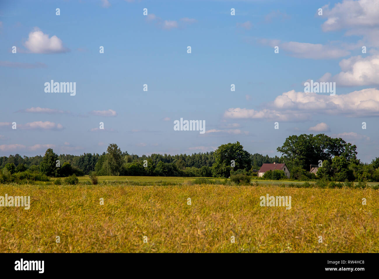 Campo con cereali e foresta sul retro, contro un cielo blu. Paesaggio estivo con campo di cereali e nuvoloso cielo blu. Classico paesaggio rurale in Latvi Foto Stock