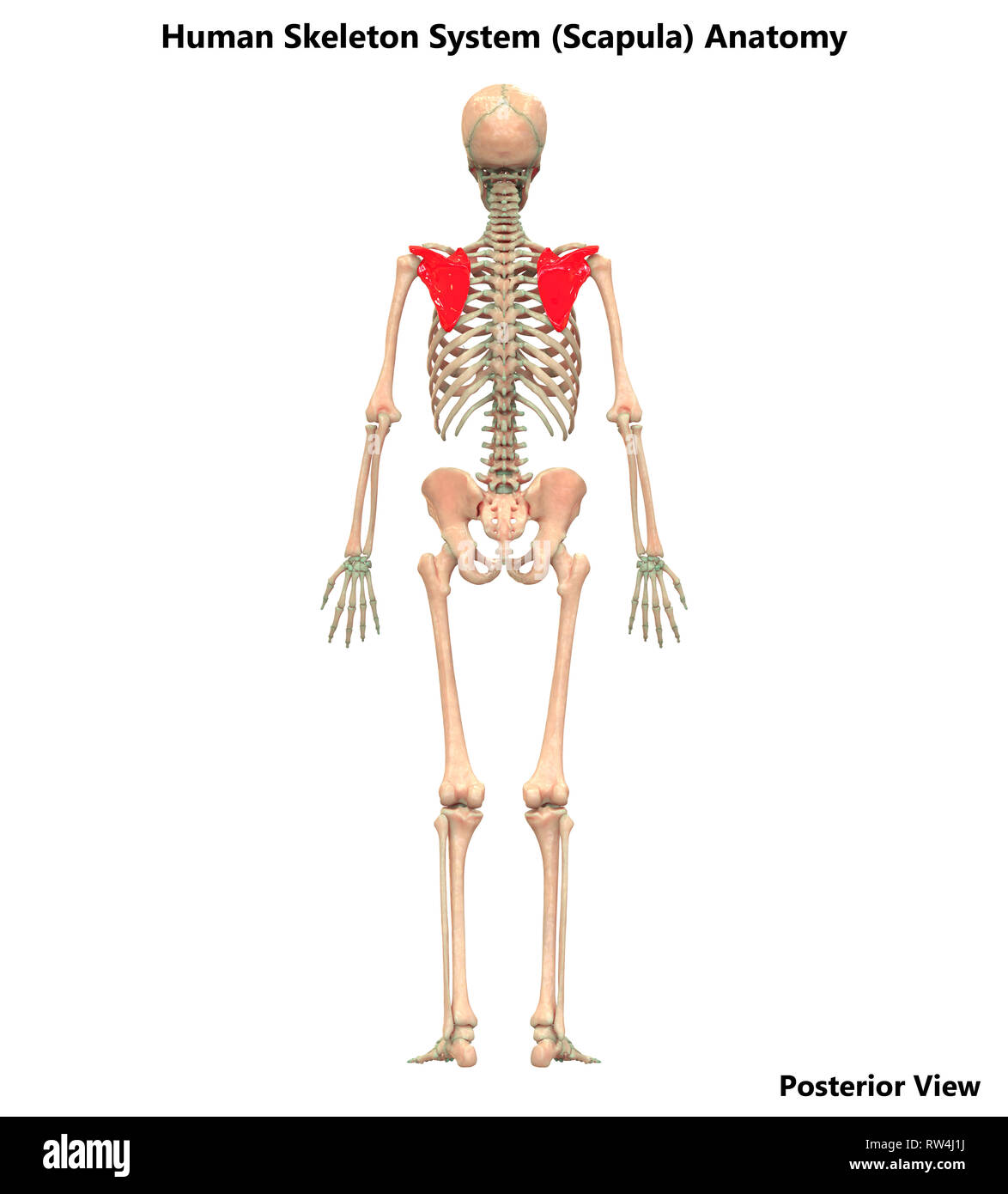 Scheletro umano anatomia del sistema Vista posteriore Foto Stock