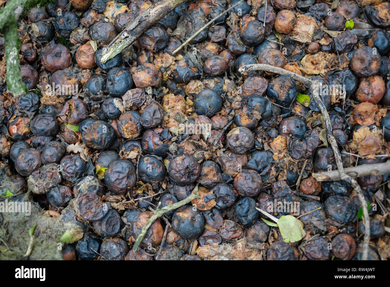Marciume crab mele Foto Stock