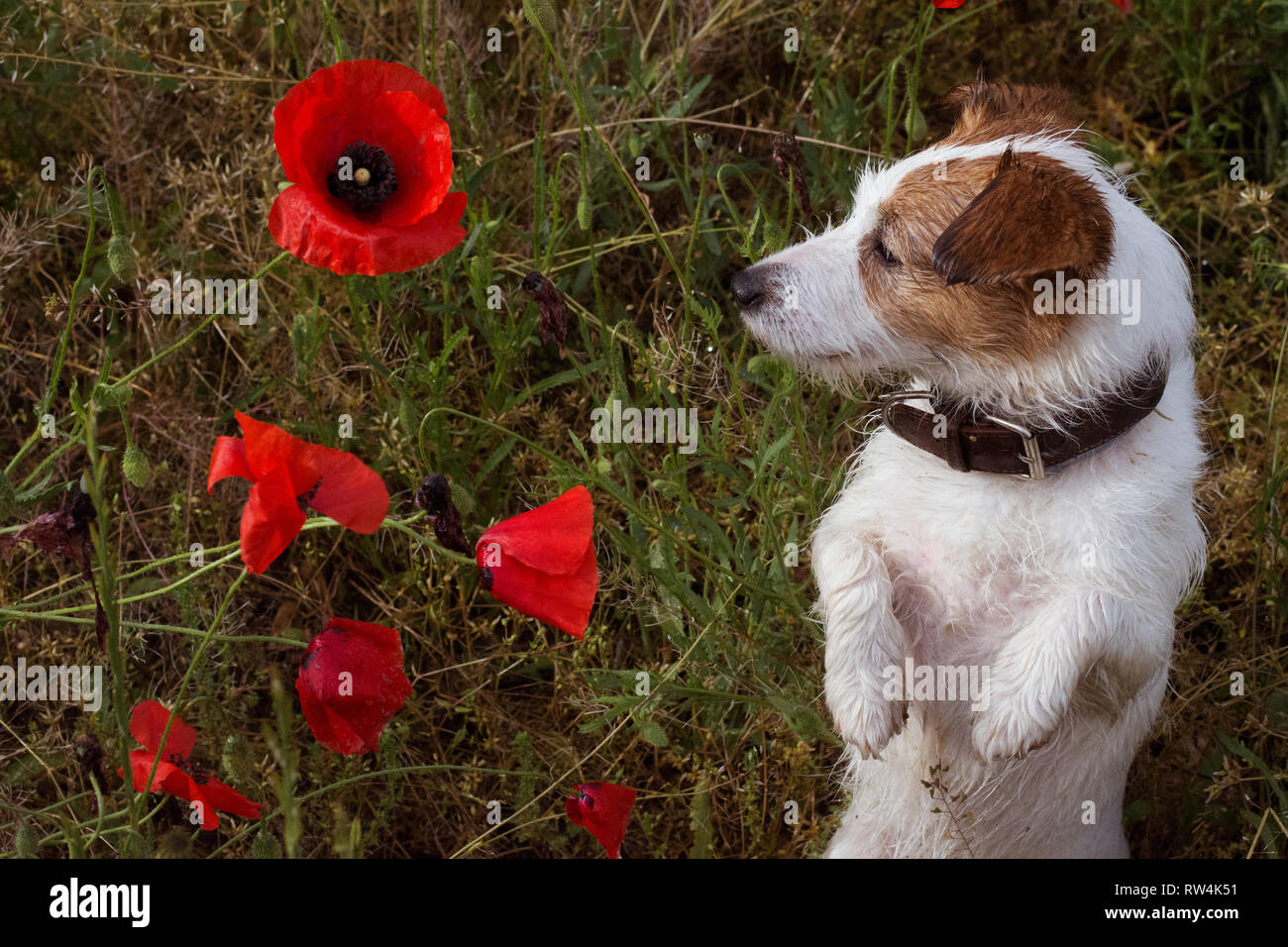 JACK RUSSELL cane sul campo POPPIE in piedi su due gambe. Foto Stock