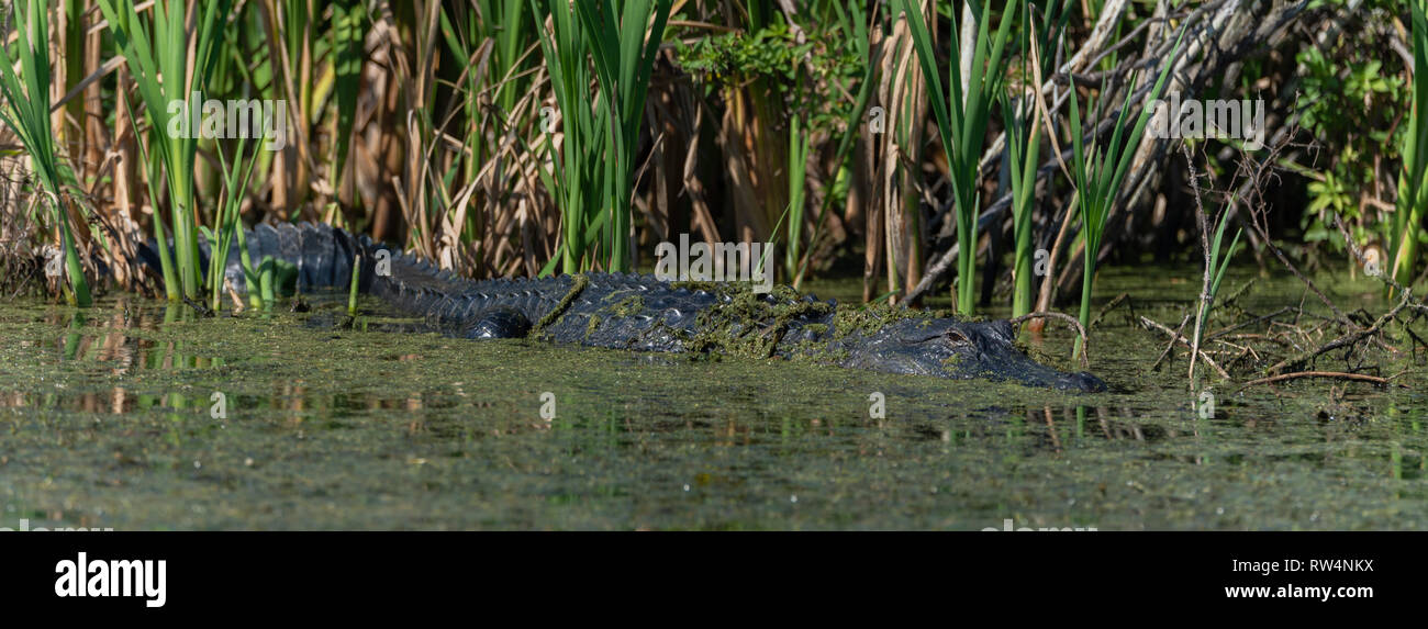 Il coccodrillo americano (Alligator mississippiensis) basking panorama vista laterale Foto Stock