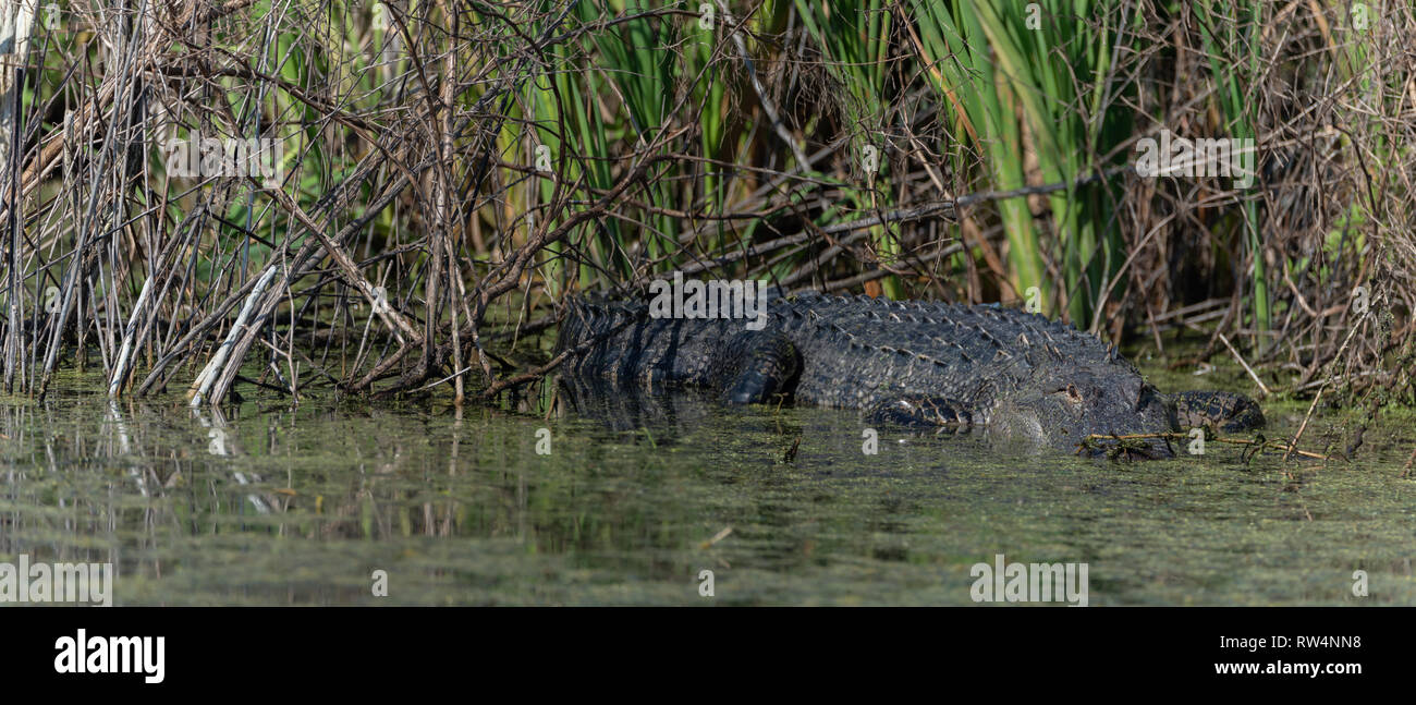 Il coccodrillo americano (Alligator mississippiensis) basking Panorama sulla testa Foto Stock