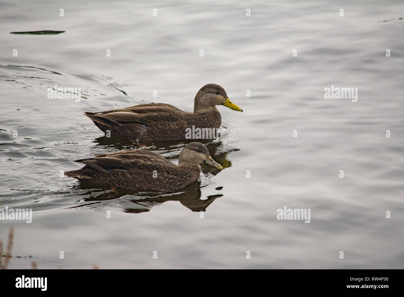 American Black Duck (anas rubripes) in inverno Foto Stock