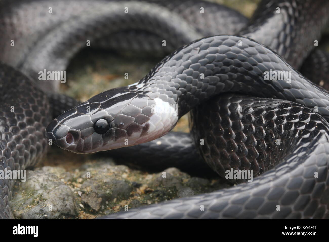Bianco-lupo nastrati snake , Lycodon subcinctus Foto Stock
