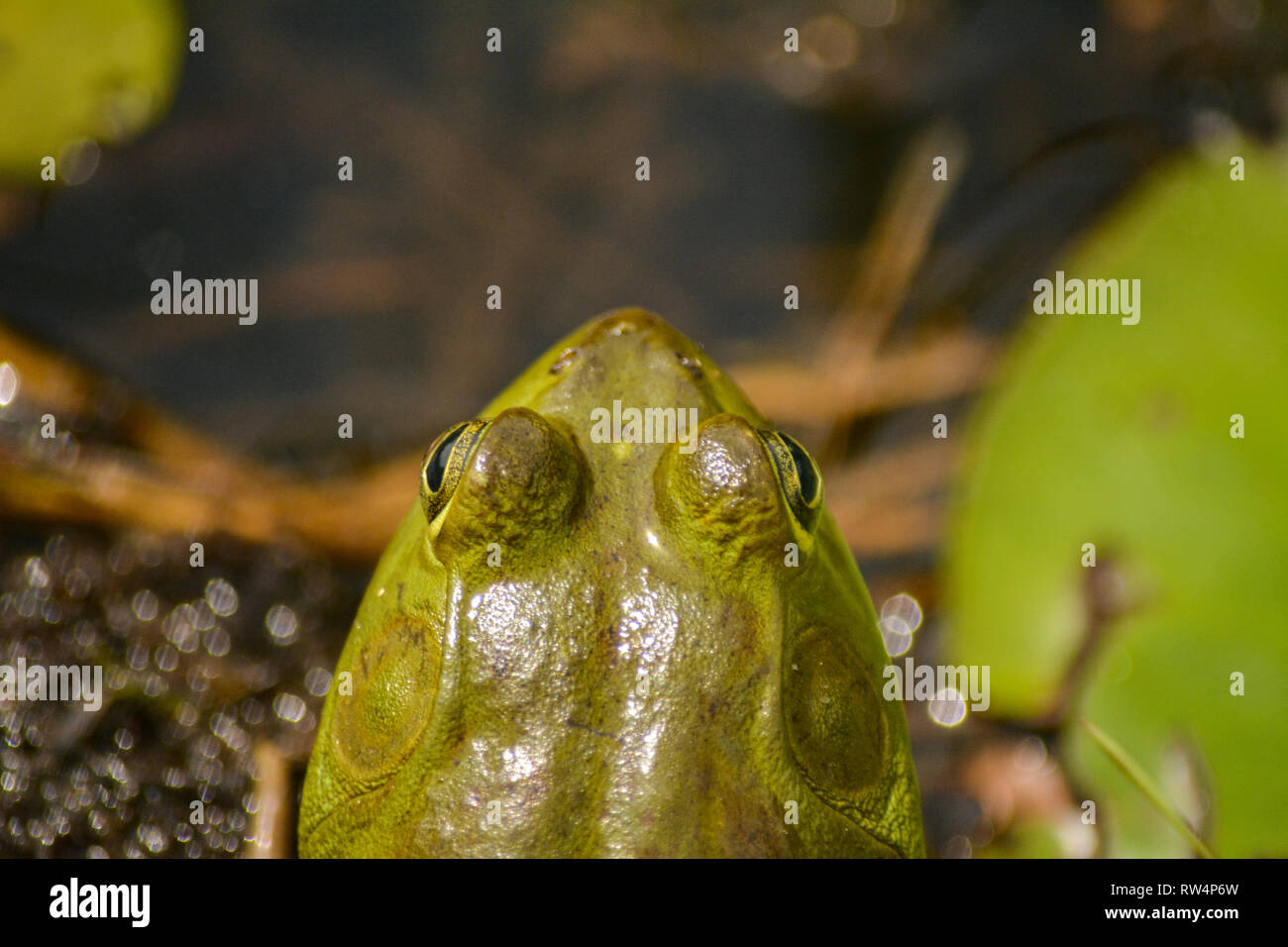American Bullfrog (lithobates catesbeianus) nella palude Foto Stock