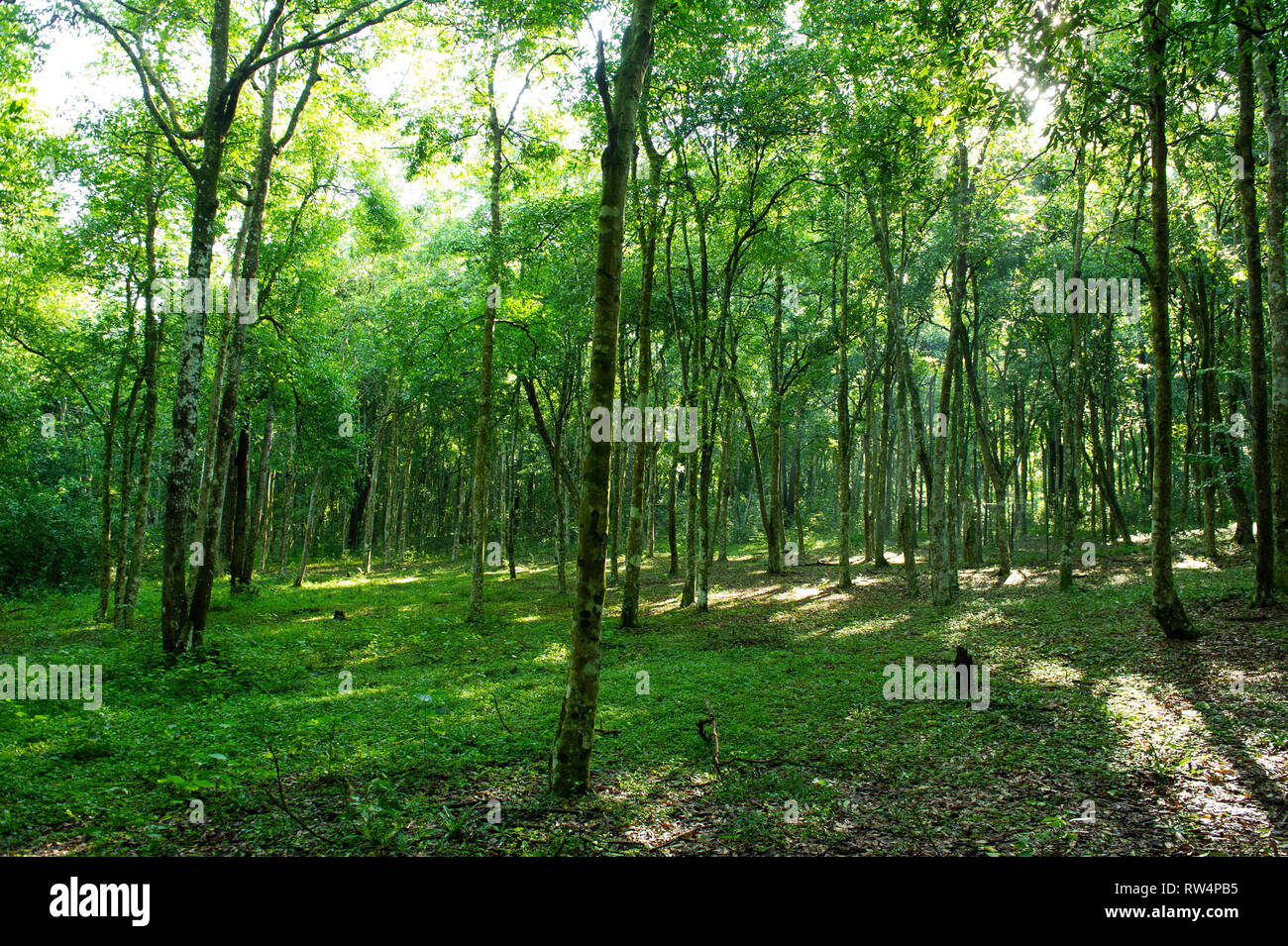 Foresta di Maramagambo, Queen Elizabeth NP, Uganda Foto Stock