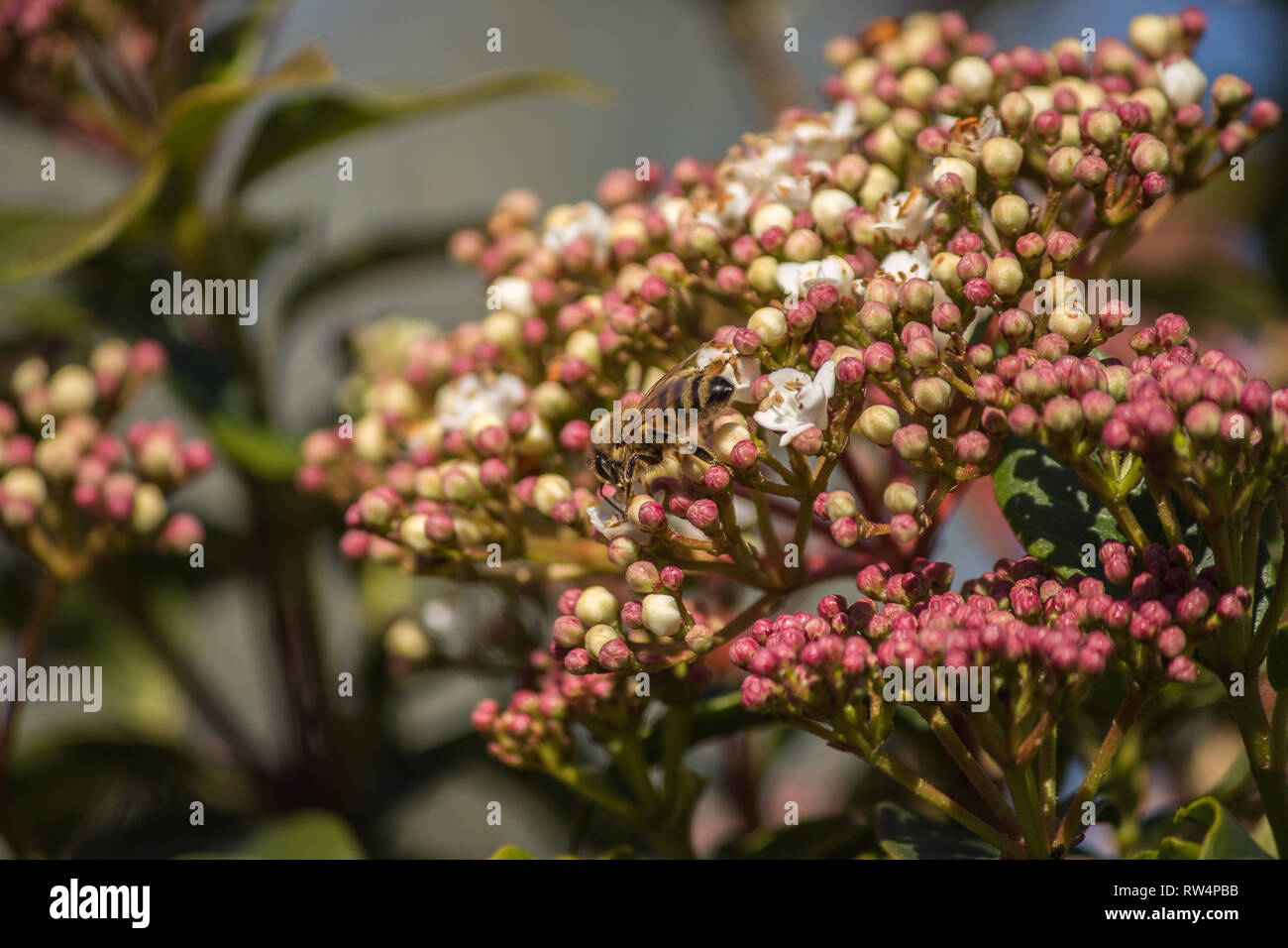L'impollinazione, il grande lavoro di api, visitano i fiori raccolgono il nettare a raccogliere il polline in giù sull'addome Foto Stock
