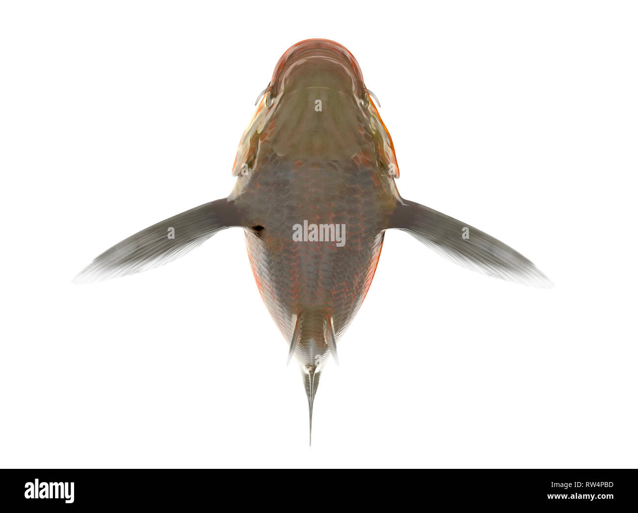 Carpe Koi pesce su sfondo bianco con percorso di clipping, 3d illustrazione Foto Stock