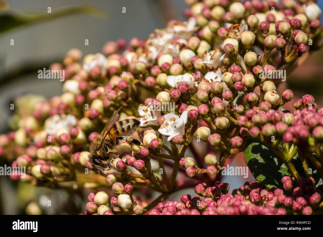 L'impollinazione, il grande lavoro di api, visitano i fiori raccolgono il nettare a raccogliere il polline in giù sull'addome Foto Stock