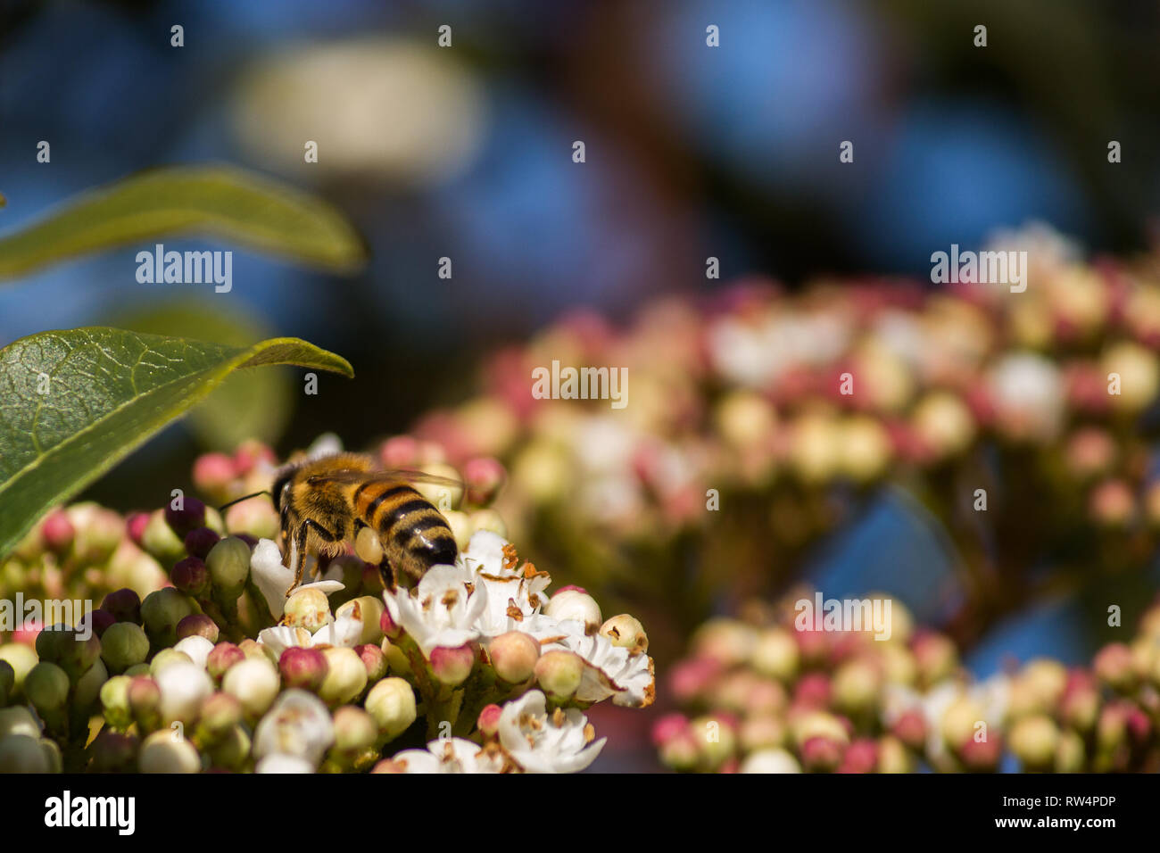 L'impollinazione, il grande lavoro di api, visitano i fiori raccolgono il nettare a raccogliere il polline in giù sull'addome Foto Stock