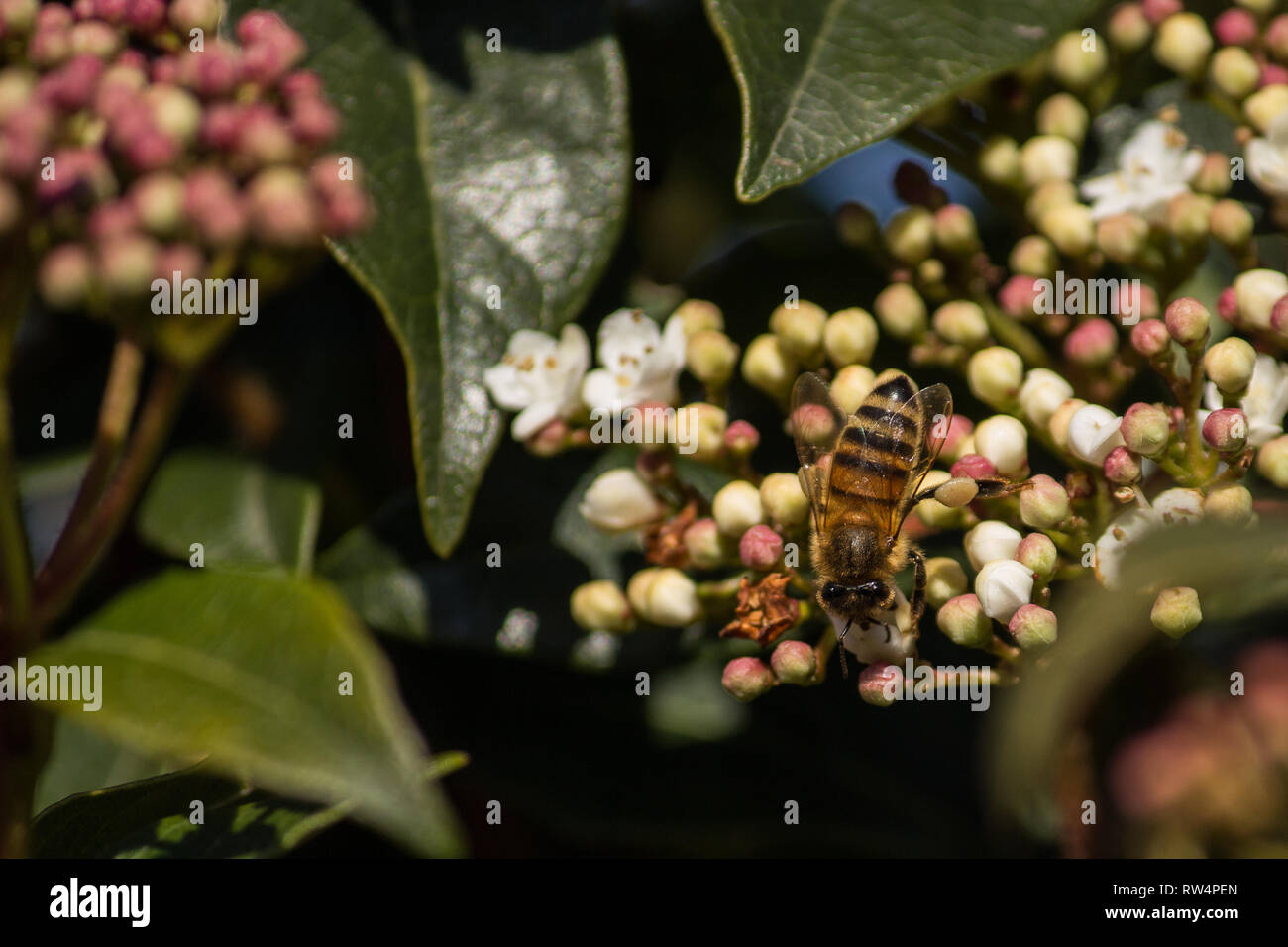 L'impollinazione, il grande lavoro di api, visitano i fiori raccolgono il nettare a raccogliere il polline in giù sull'addome Foto Stock