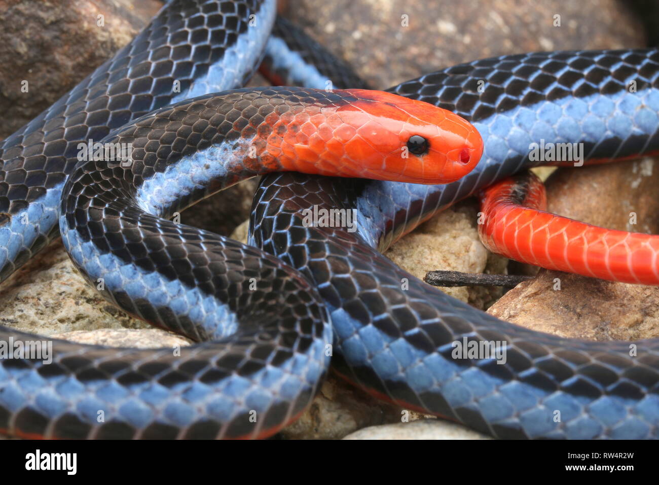 Blu: la malese Serpente corallo Foto Stock
