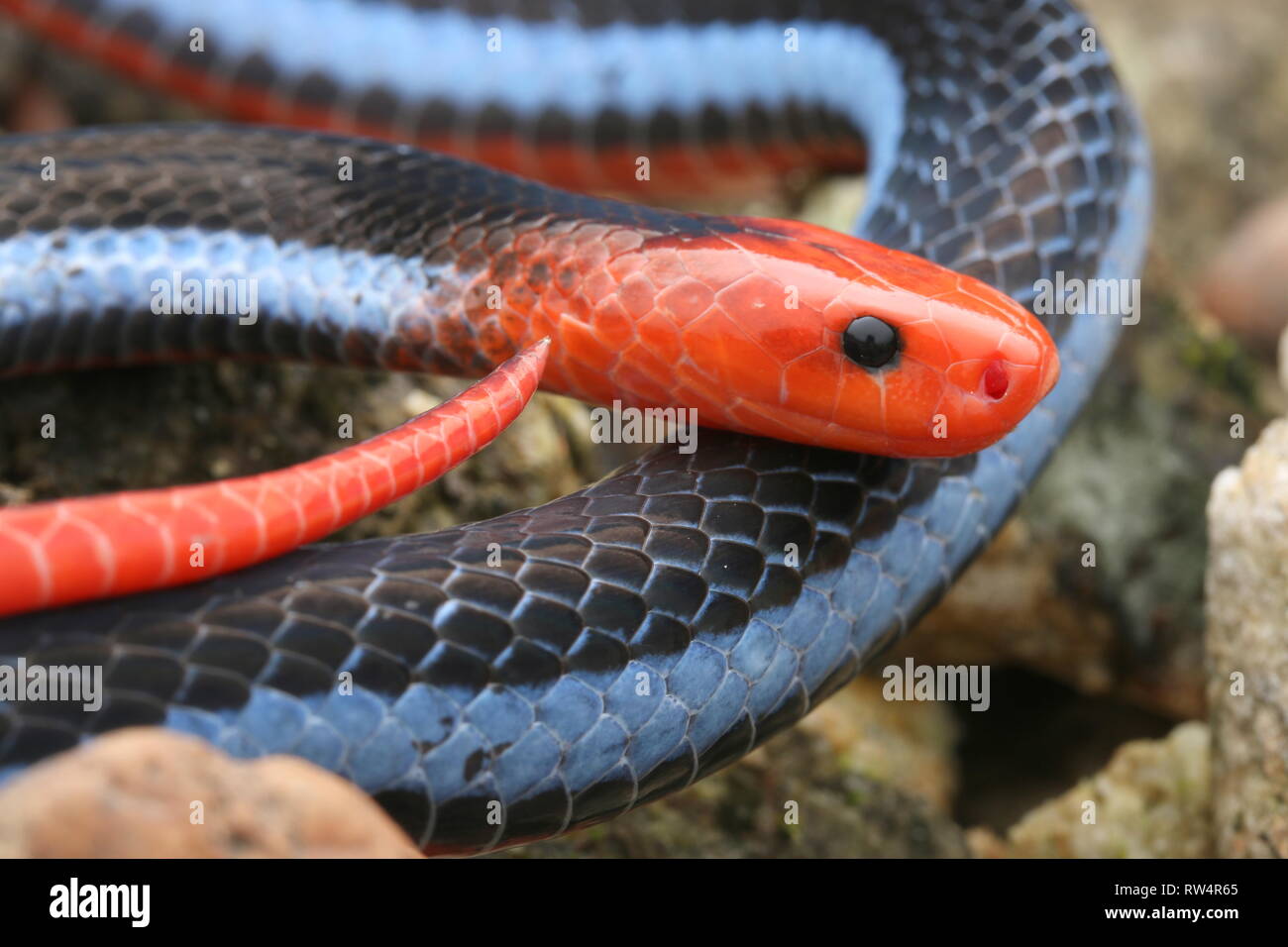 Blu: la malese Serpente corallo Foto Stock