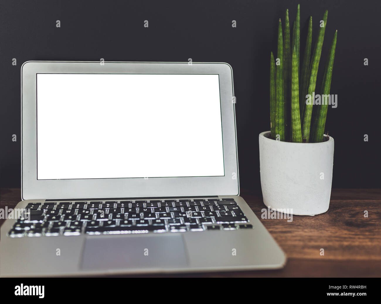 Computer portatile con vuoto display bianco e vasi di piante succulente sulla scrivania di legno contro uno sfondo scuro Foto Stock