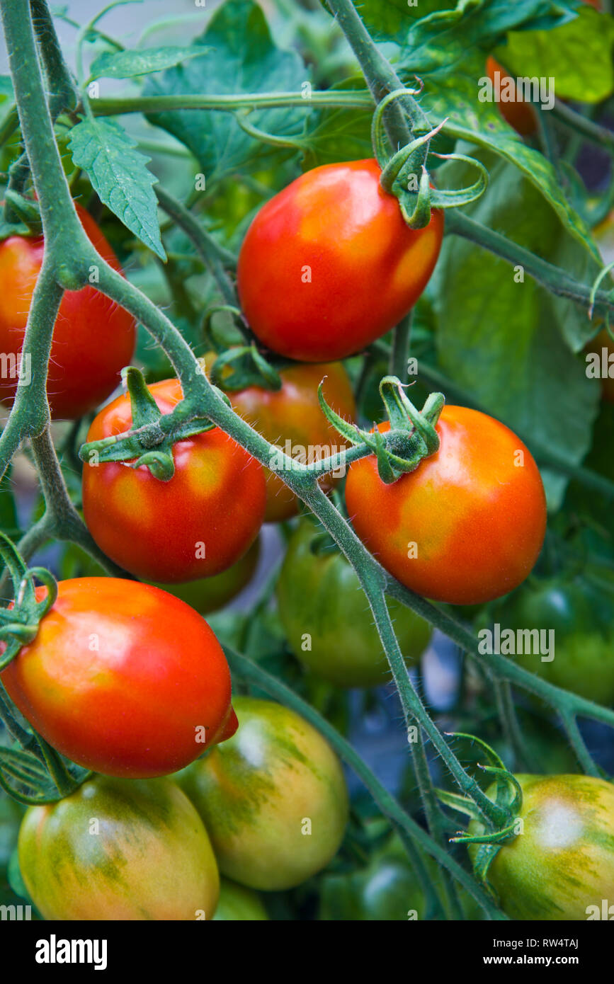 Britains colazione pomodori affetti da greenback Foto Stock