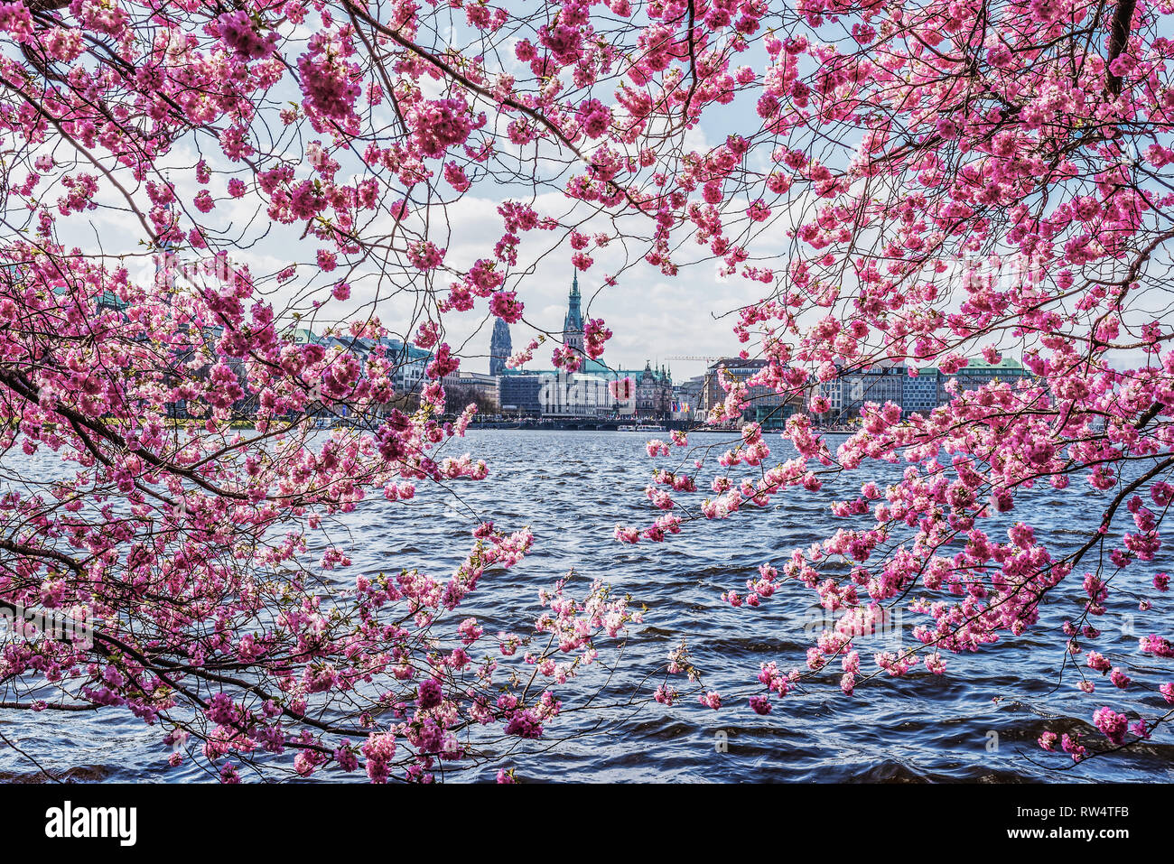 Fiore di Ciliegio sulla banca del lago Alster Amburgo, Germania contro il paesaggio urbano e cielo blu Foto Stock