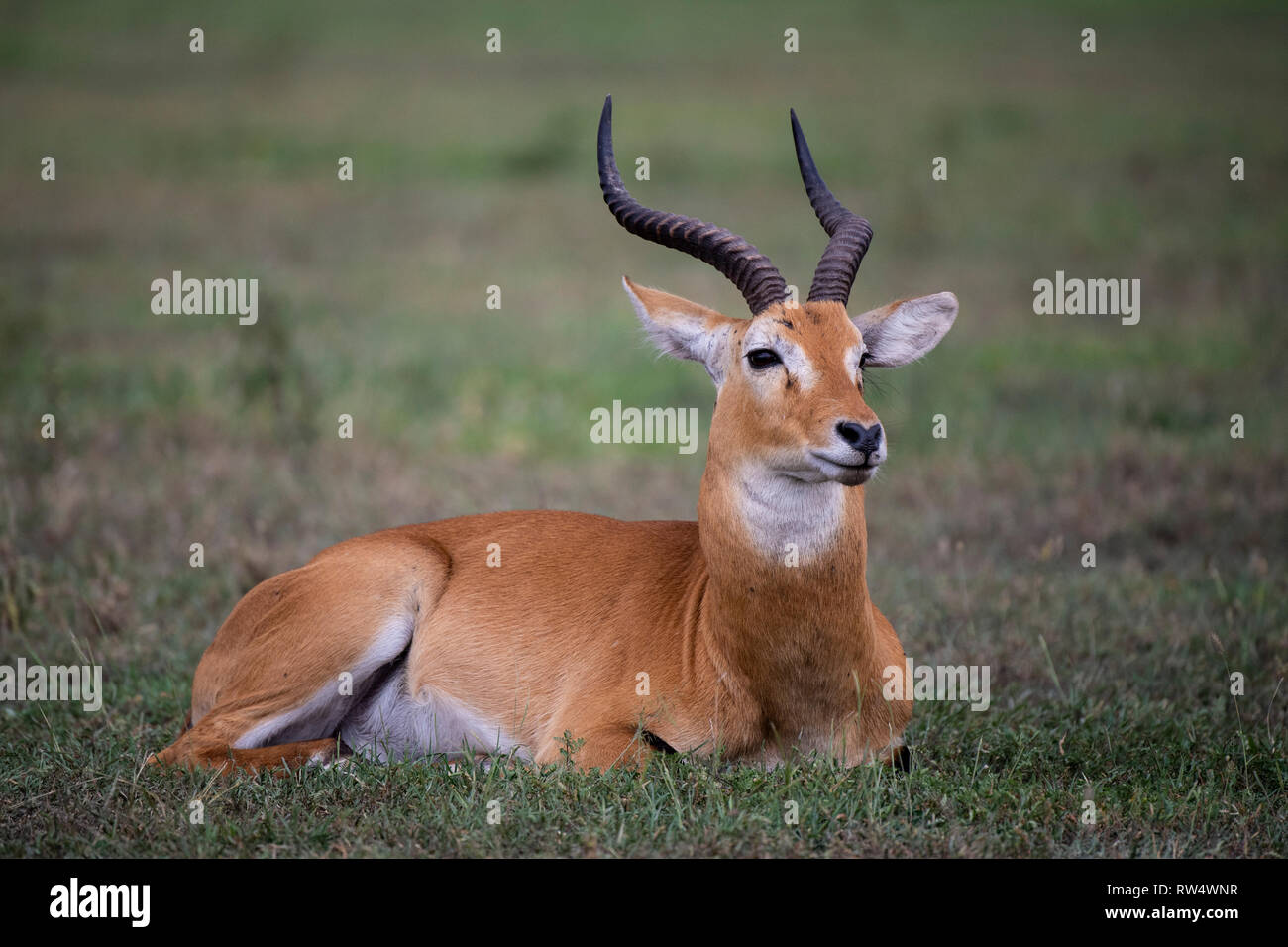 Uganda Kob, kobus kob thomasi, Queen Elizabeth NP, Uganda Foto Stock